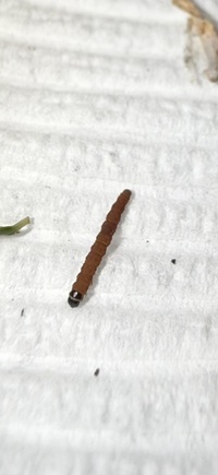 Coleotechnites macleodi