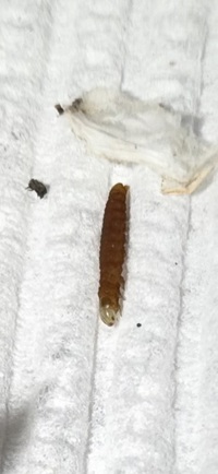 Coleotechnites macleodi