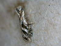 Aristotelia ivae