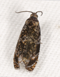 Pristerognatha agilana