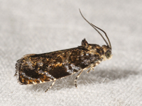 Pristerognatha agilana