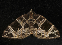 Gandaritis atricolorata