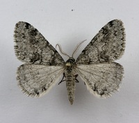 Phigalia denticulata