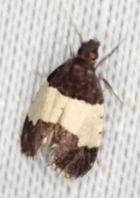 Kearfottia albifasciella