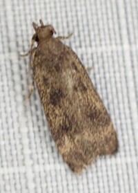 Glyphidocera floridanella