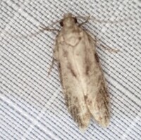 Chionodes unidentified species