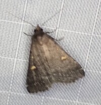 Tetanolita mynesalis