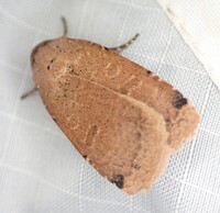 Abagrotis magnicupida