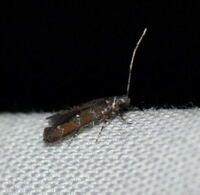 Exoteleia new species 1