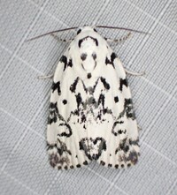 Polygrammate hebraeicum