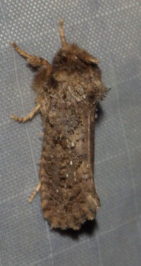 Acrolophus arcanella