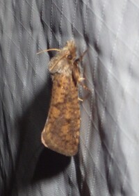 Acrolophus plumifrontella