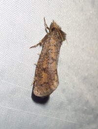 Acrolophus plumifrontella