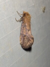 Acrolophus propinqua