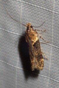 Chionodes mediofuscella