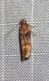 Chionodes mediofuscella