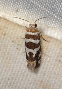 Pelochrista robinsonana