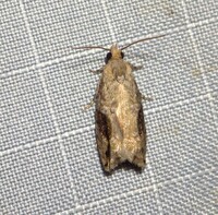 Proteoteras crescentana