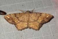 Hypagyrtis unipunctata