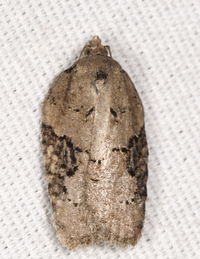 Acleris chalybeana