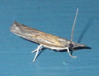 Fissicrambus mutabilis