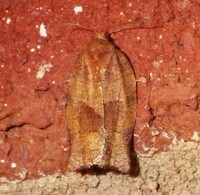 Choristoneura rosaceana