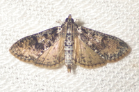 Palpita magniferalis