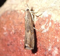 Parapediasia teterrellus