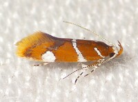 Promalactis suzukiella