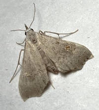 Redectis pygmaea