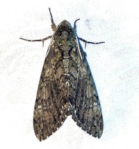 Manduca sexta