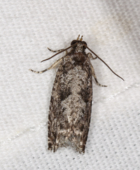 Gretchena concubitana