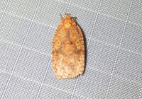 Agonopterix robiniella