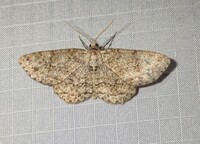 Ectropis crepuscularia