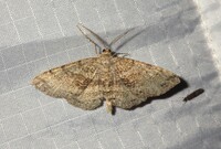 Melanolophia canadaria