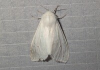 Spilosoma congrua