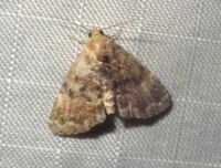 Metalectra richardsi