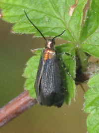 Abrenthia cuprea