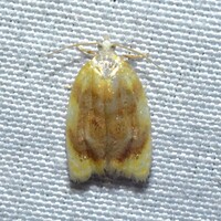 Acleris semipurpurana