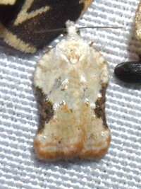 Acleris subnivana