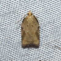 Acleris unidentified species