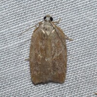 Acleris unidentified species