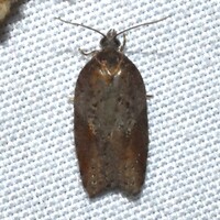 Acleris viburnana