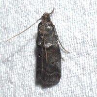 Acrobasis unidentified species