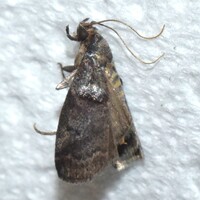 Acrobasis unidentified species