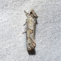 Acrolophus unidentified species