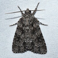 Acronicta brumosa