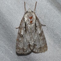 Acronicta laetifica-hasta-interrupta