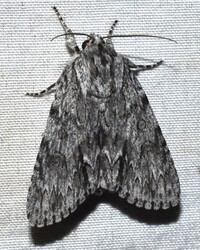 Acronicta longa