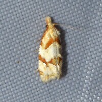 Aethes unidentified species